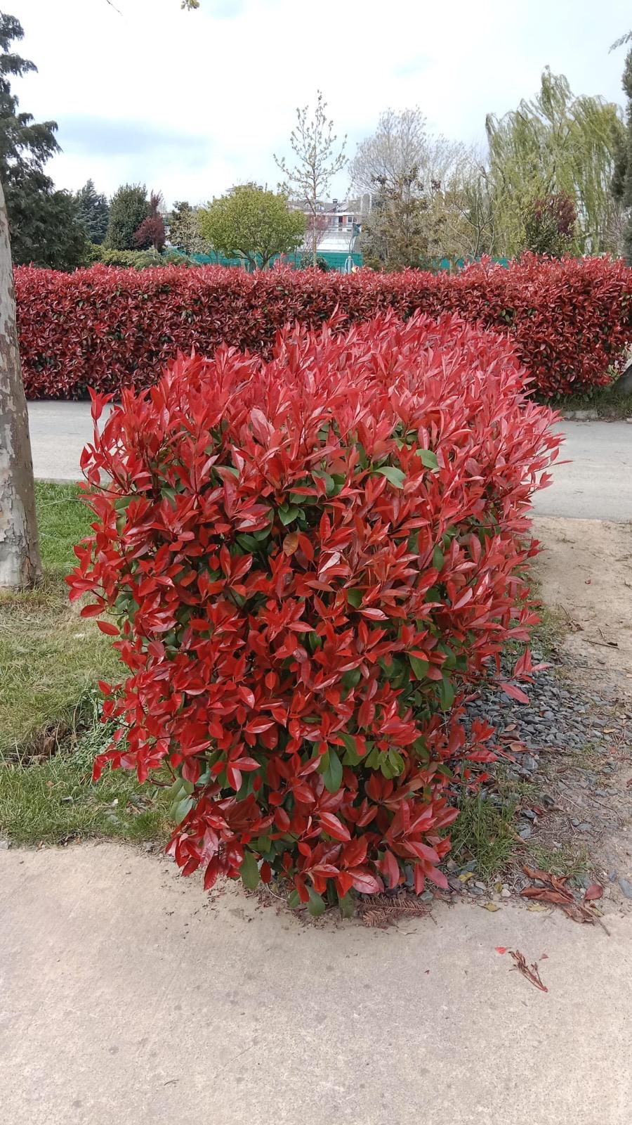 GÜNEŞ TARIM PEYZAJ VE TEMİZLİK